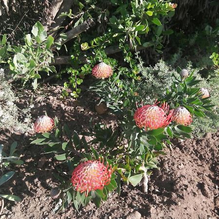 Ocean Room @ 66 Fynbos موسيلباي المظهر الخارجي الصورة